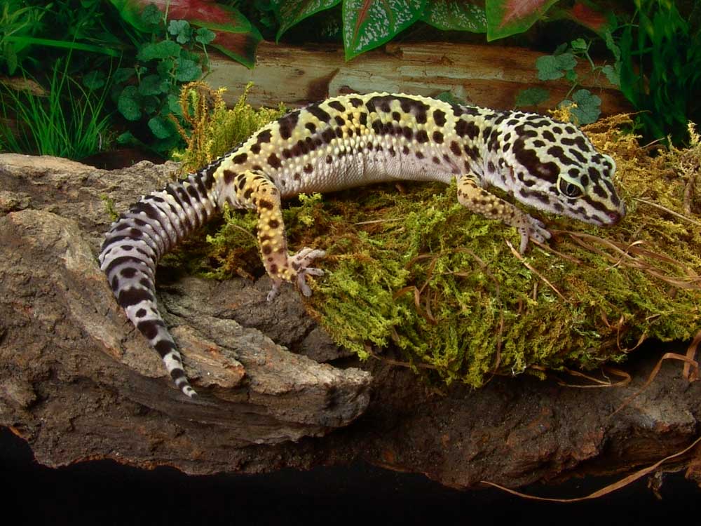 Study Says Leopard Geckos Prefer Bioactive Enclosures