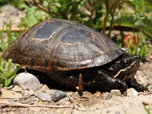 Elon the Stinkpot Musk Turtle Finds A Home after 1,579 Days