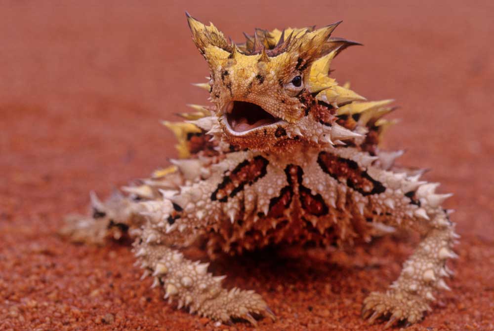 As Global Temperatures Rise, Lizards Have Harder Time Feeding And Foraging