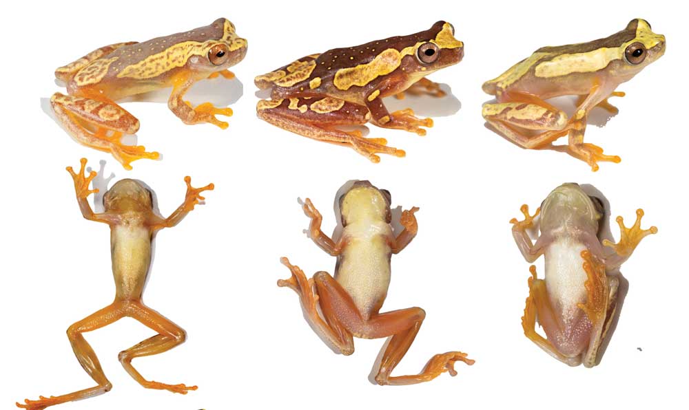 Treefrog Species From Ecuador Discovered and Described