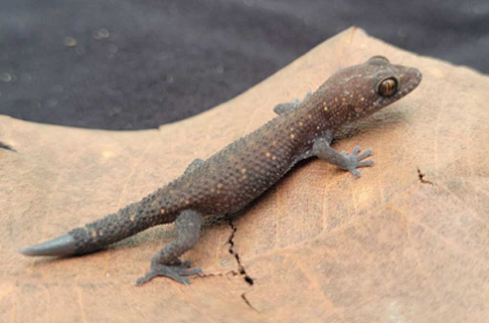 New Leaf-Toed Gecko Species Described