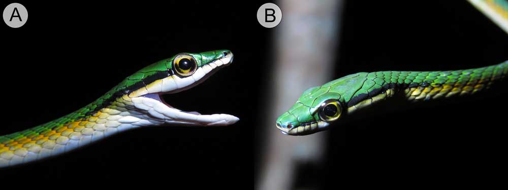 New Colubrid Parrot Snake Species From Brazil Described