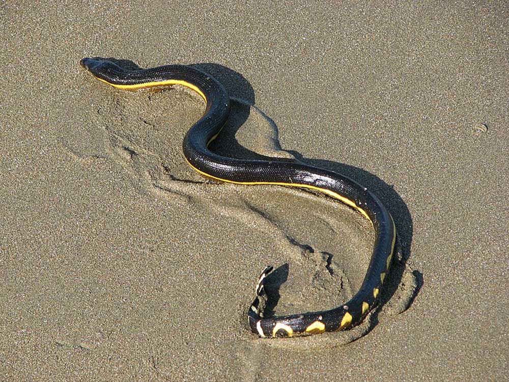 One Of The Most Venomous Snakes In The World Washes Up On Hawaii Beach