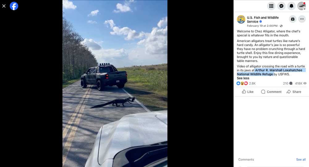 USFWS Records Alligator Crossing Road With Turtle Lunch In its Mouth