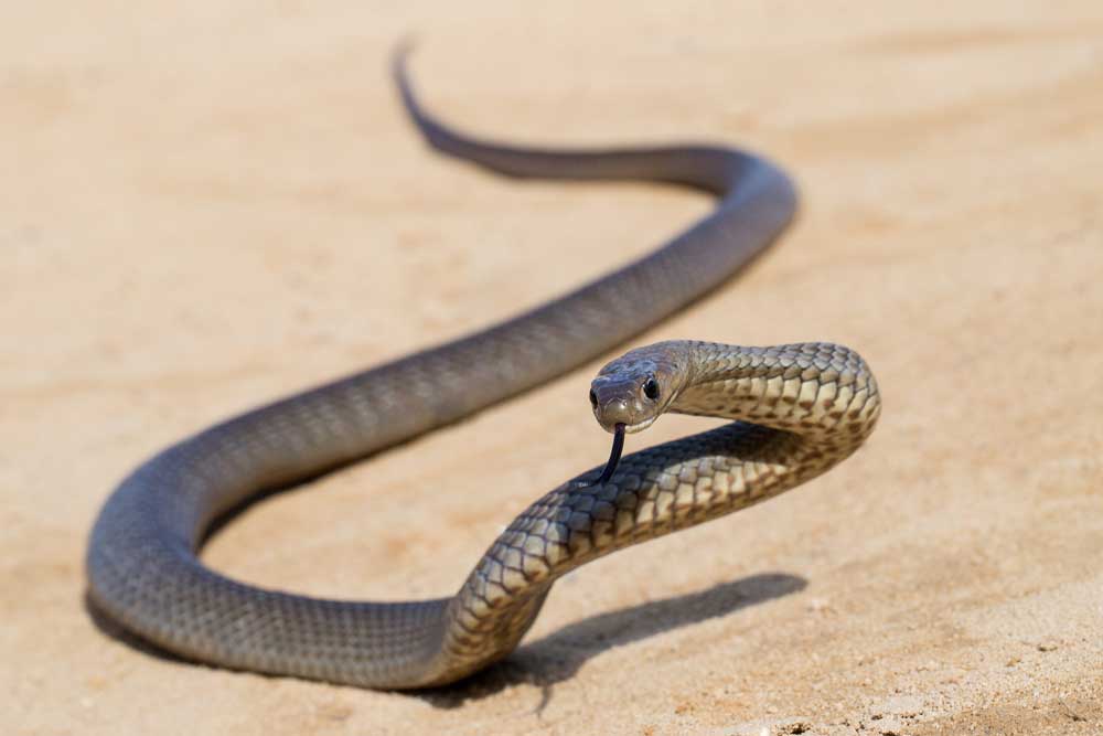 Eastern Brown Snakes Don’t Fare Well When Relocated According to Preliminary Australian Research