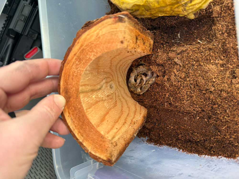 Venomous Cat Snake Found In Bananas In New Hampshire