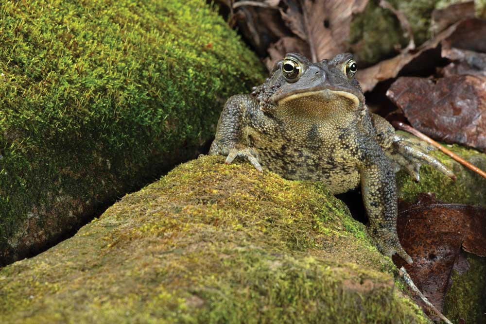 American toad