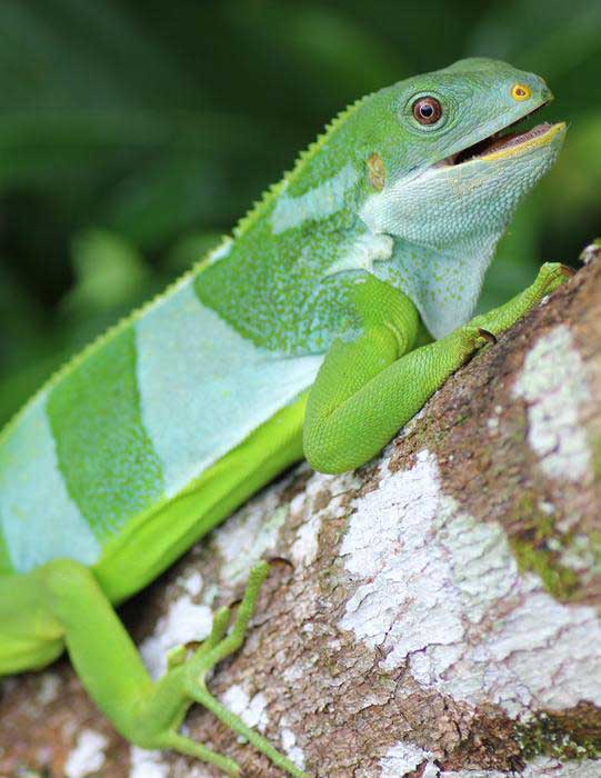 Fijian banded iguana