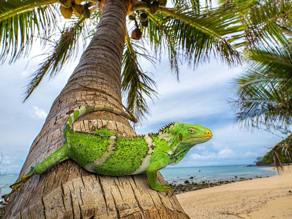 Iguanas From Fiji Came From North America 34 Million Years Ago, Study Says