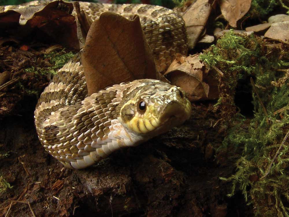 hognose snake