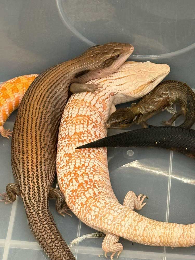 hong kong airport skink seizure