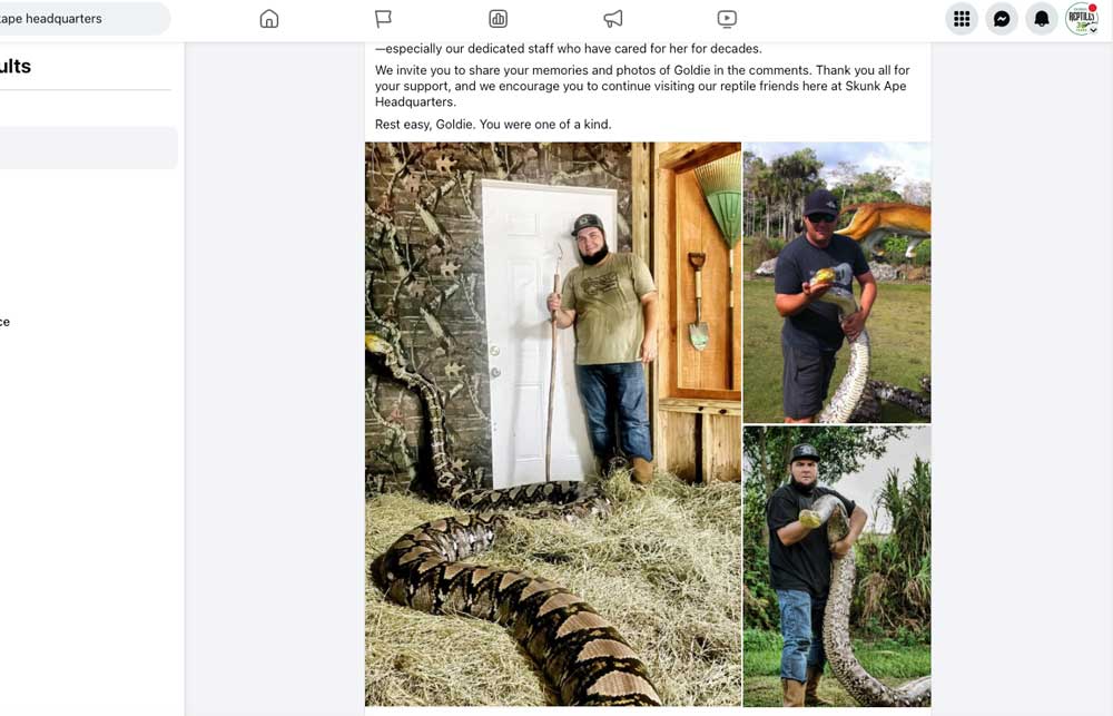 24ft Reticulated Python Goldie Passes Away At Florida’s Skunk Ape Headquarters