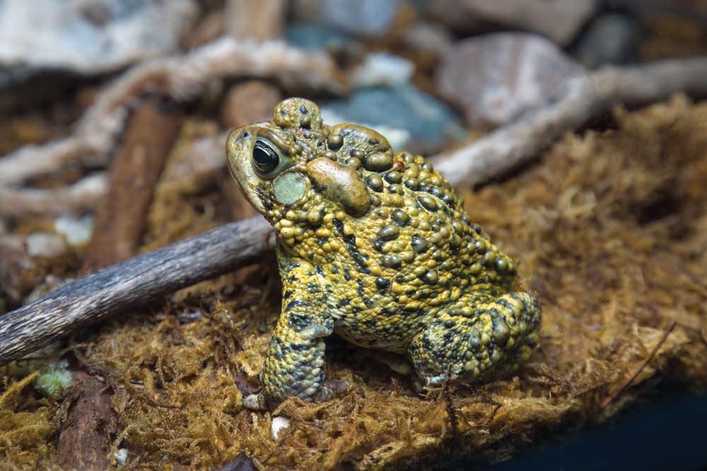 American toad's parotid glands