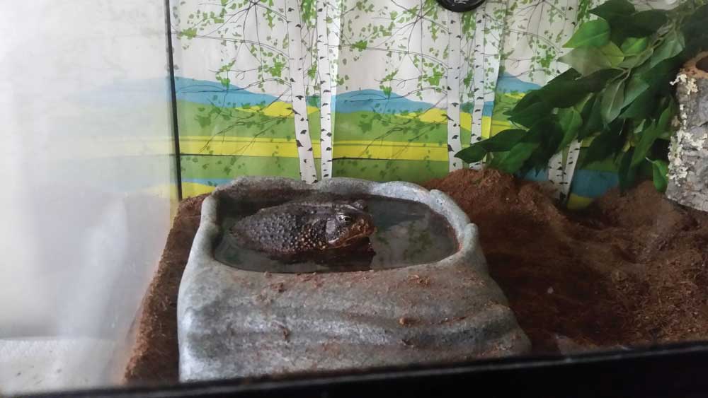 toad water bowl