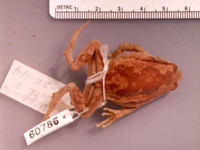 Kaloula conjuncta stickeli