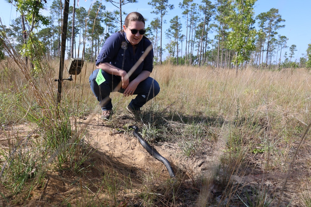 Eastern indigo snake
