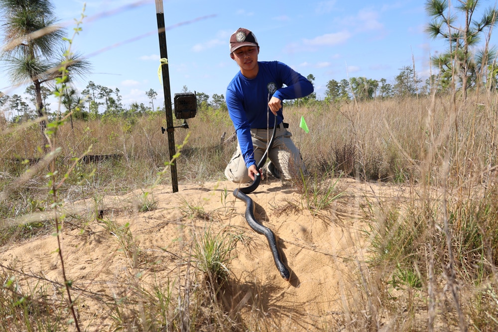 42 Eastern Indigo Snakes Released Into Florida’s Apalachicola Bluffs and Ravines Preserve