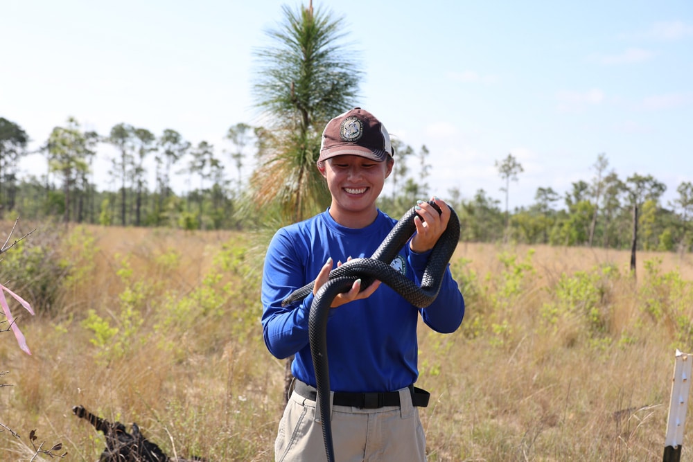 Eastern indigo snake