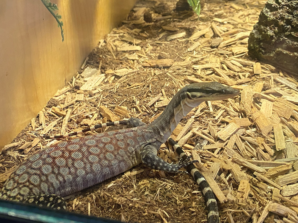 Kimberley rock monitor