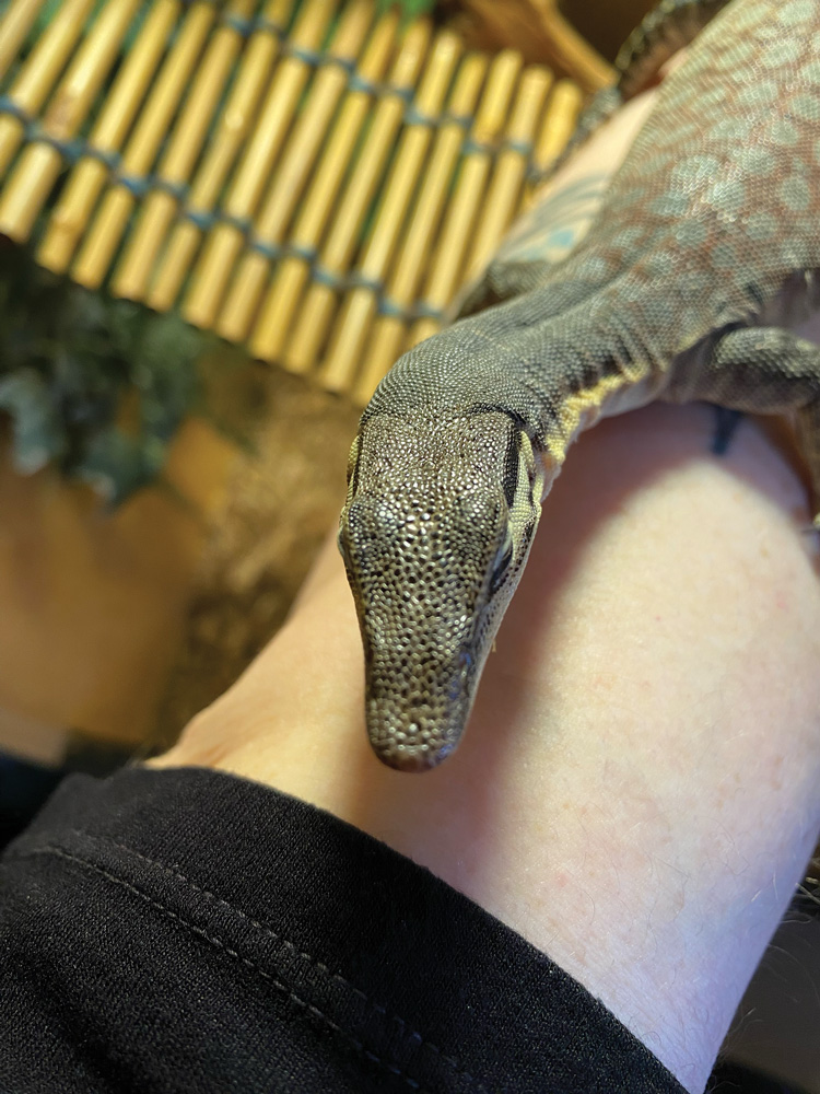 Kimberley rock monitor
