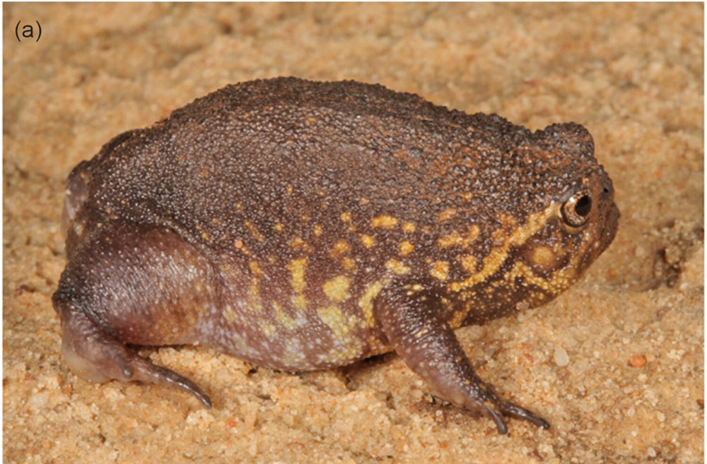 New Breviceps Rain Frog Species Discovered In South Africa