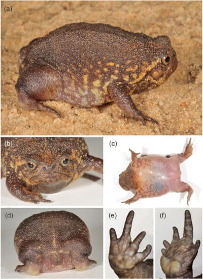 Breviceps batrachophiliorum