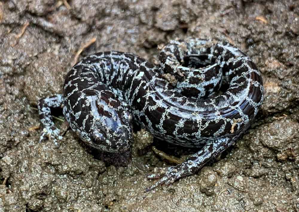 More Than 1,000  Frosted Flatwoods Salamander Larvae Released In Florida