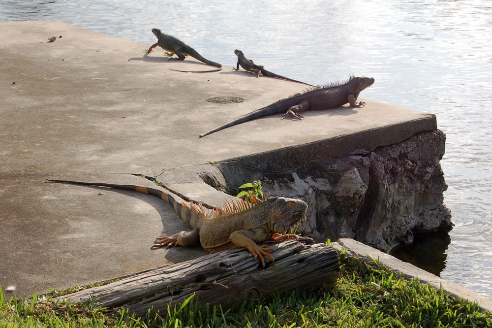 Iguanas