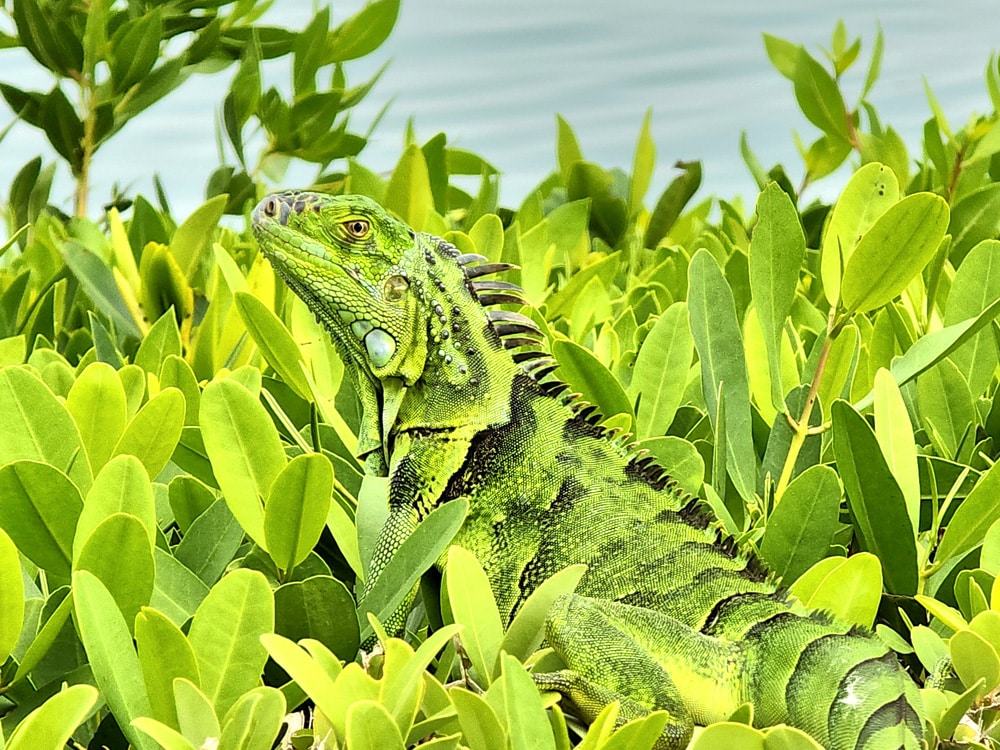 USARK FL Applauds FWC Rule Changes, Urges Further Action on Nonnative Species
