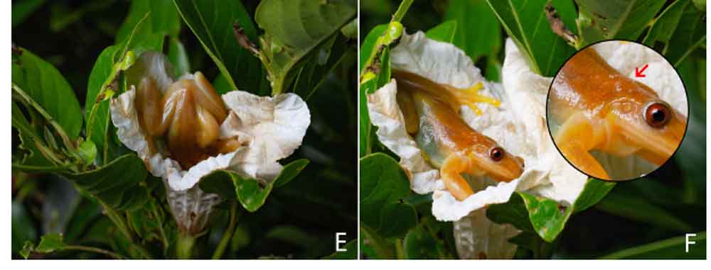 Meet <em>Xenohyla truncata</em>, A Fruit And Nectar Eating Treefrog