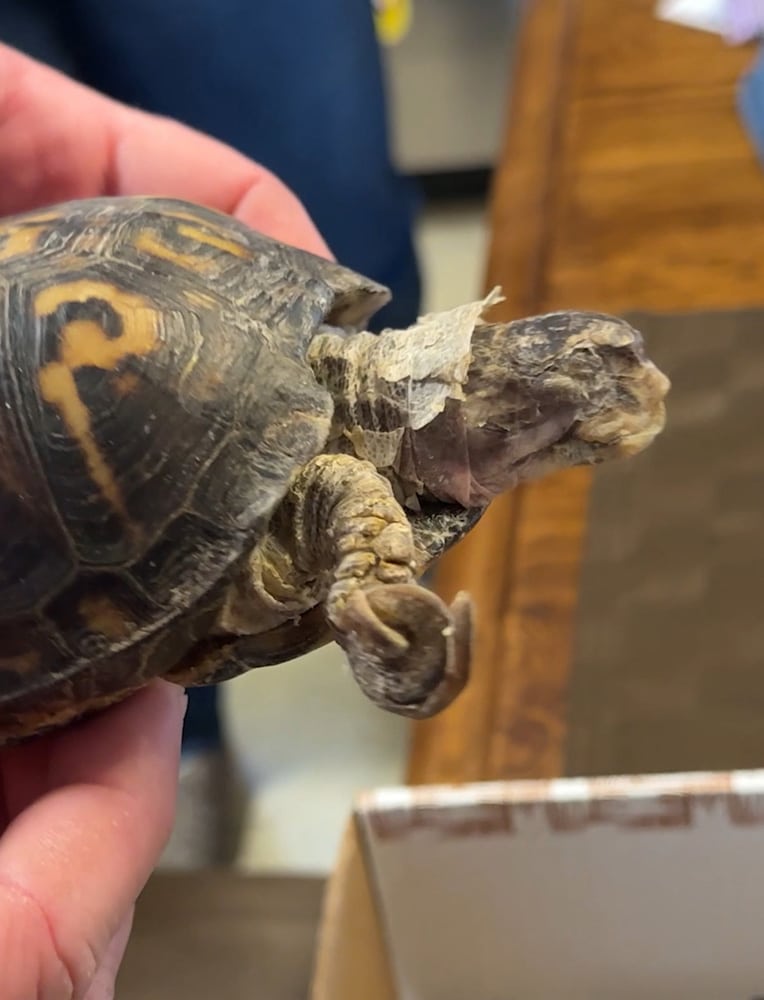Rockalina Eastern box turtle
