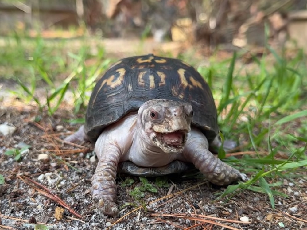 Rockalina The Eastern Box Turtle Left On House Floor For 48 Years Getting Care She Needs