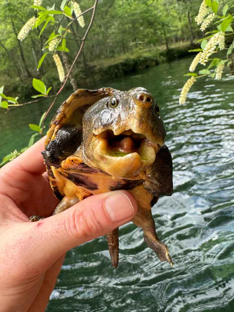 loggerhead musk turtle
