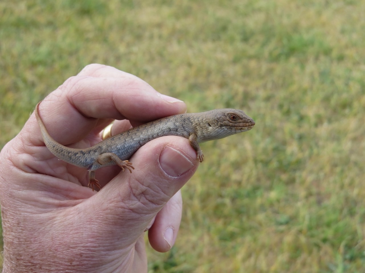 Pygmy Blue-toungue Lizards Take Longer to Acclimatize To Changing Temperatures