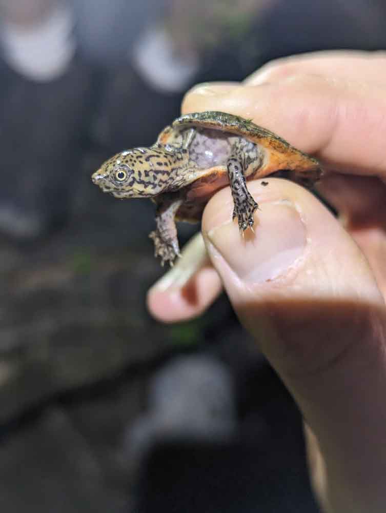 intermediate musk turtle