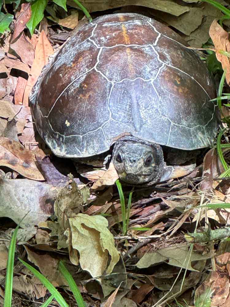 Gulf Coast box turtle
