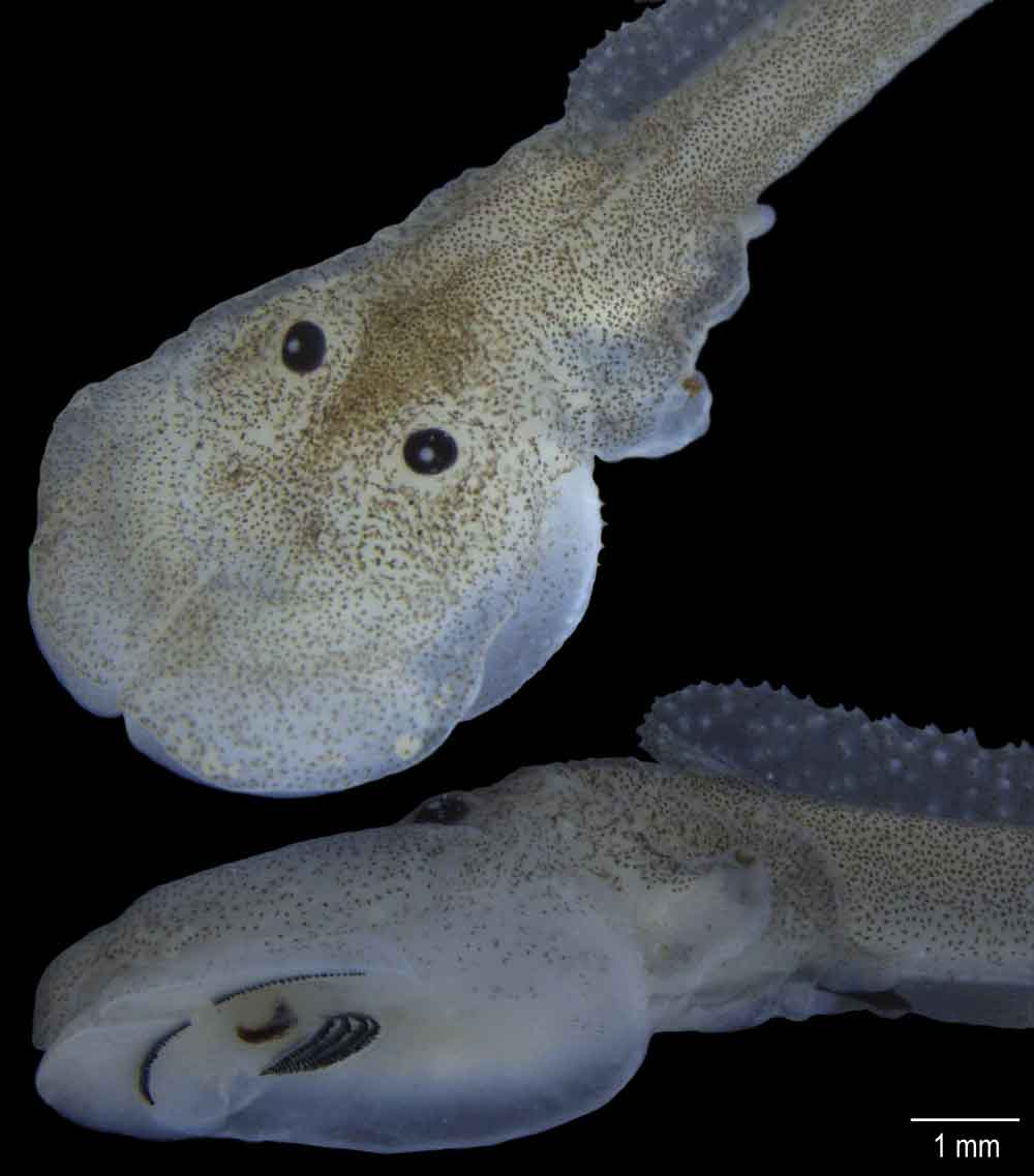 Phyllodytes gyrinaethes