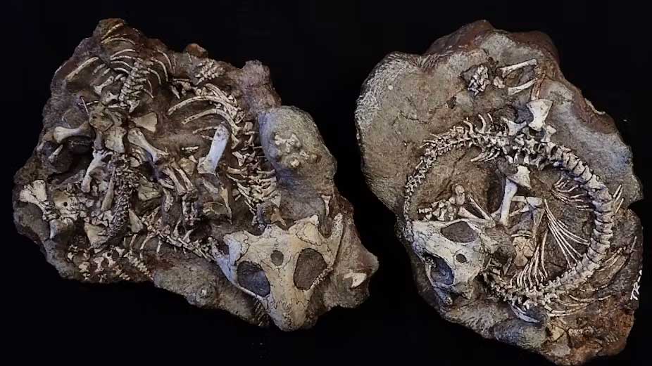 Procolophon trigoniceps, A Burrowing Reptile That Lived 250 Million Years Ago Discovered In South Africa