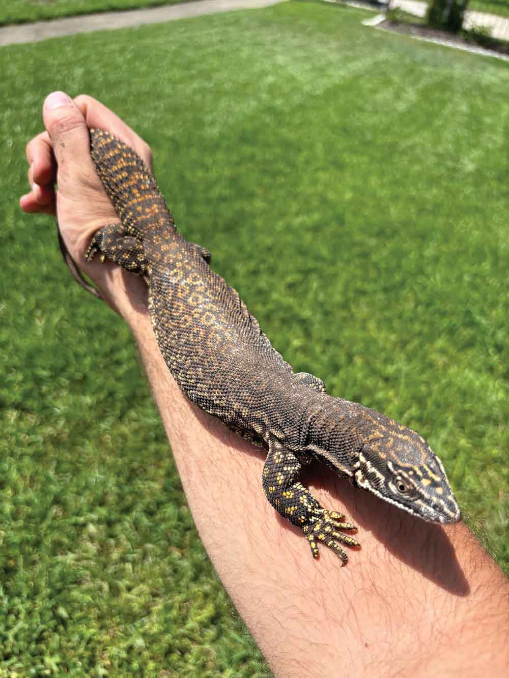 Ackie monitor