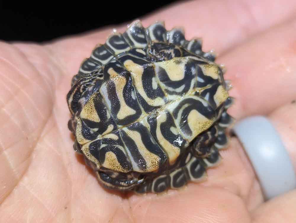 Black knob sawback turtle