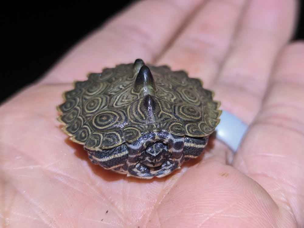 Black knob sawback turtle