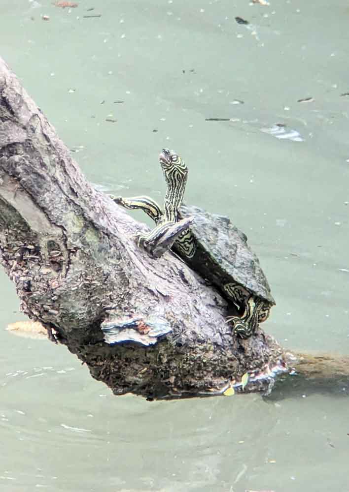 Cagle's map turtle