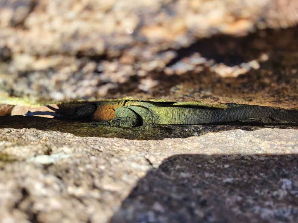 chuckwalla