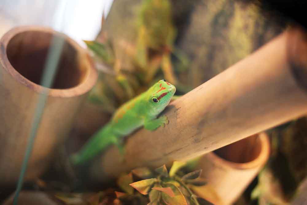 Three Day Geckos From Madagascar