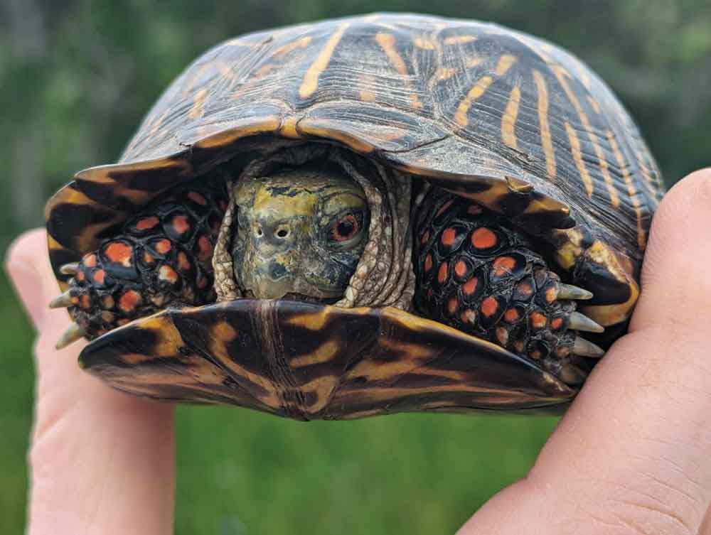 Ornate box turtle