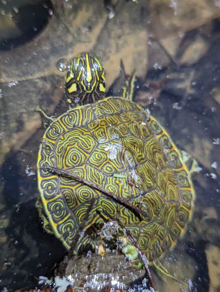 Eastern river cooter