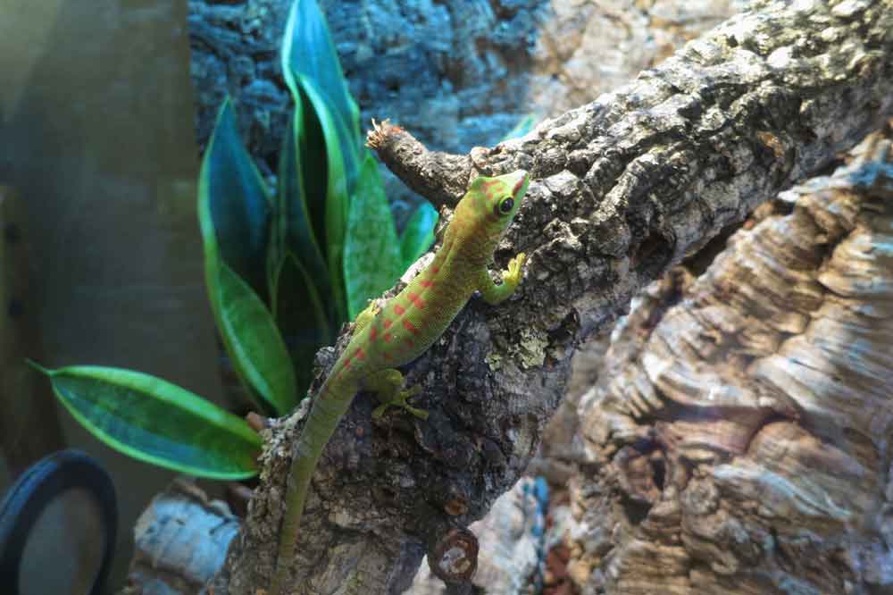 Madagascar giant day gecko