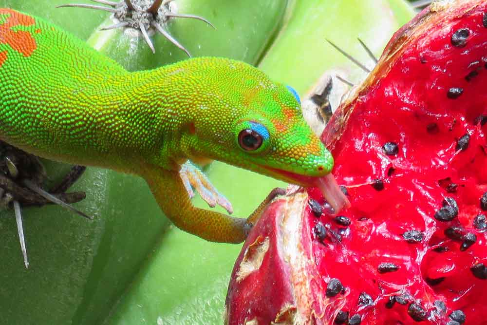 gold dust day gecko