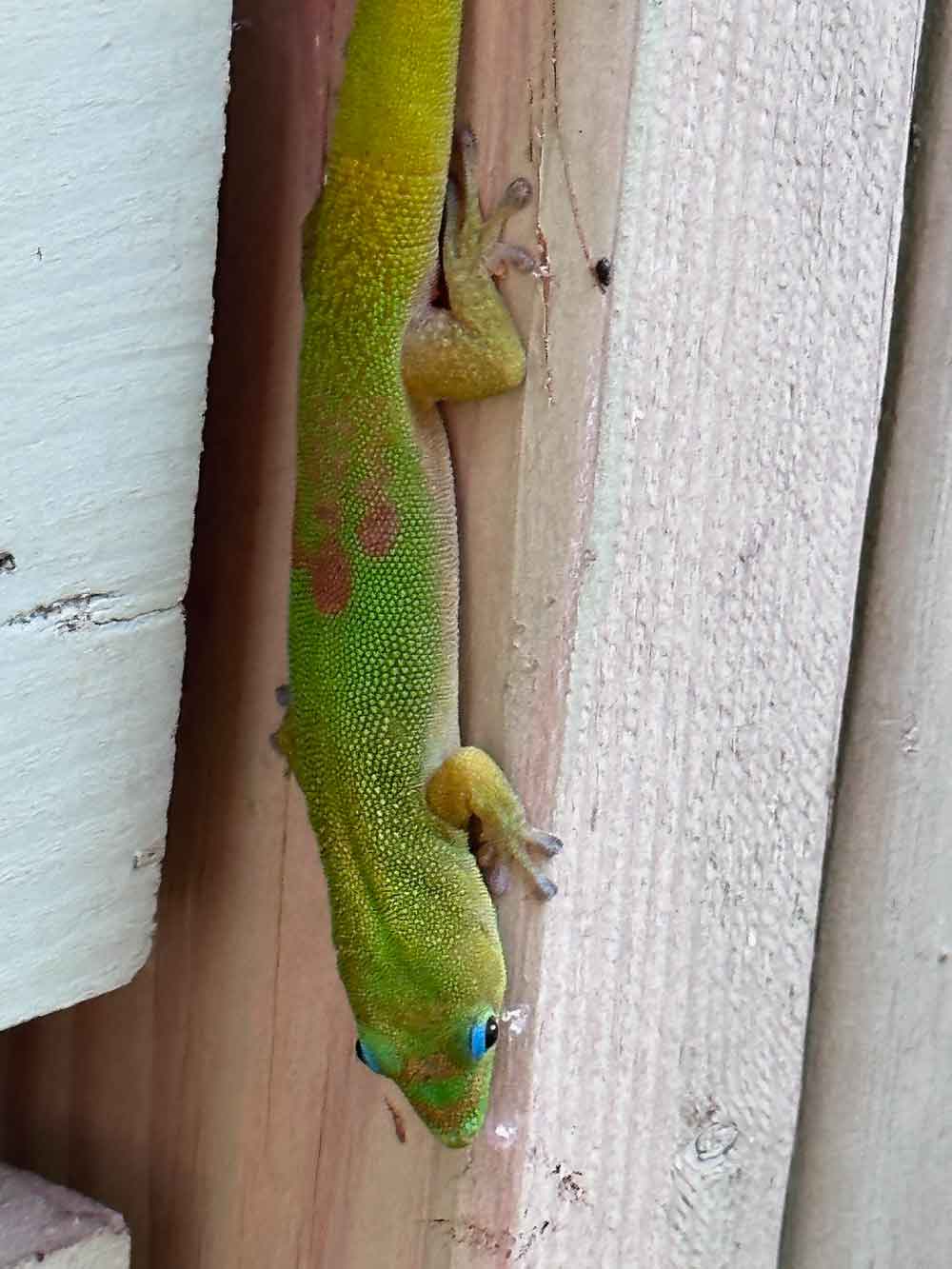 Gold dust day gecko