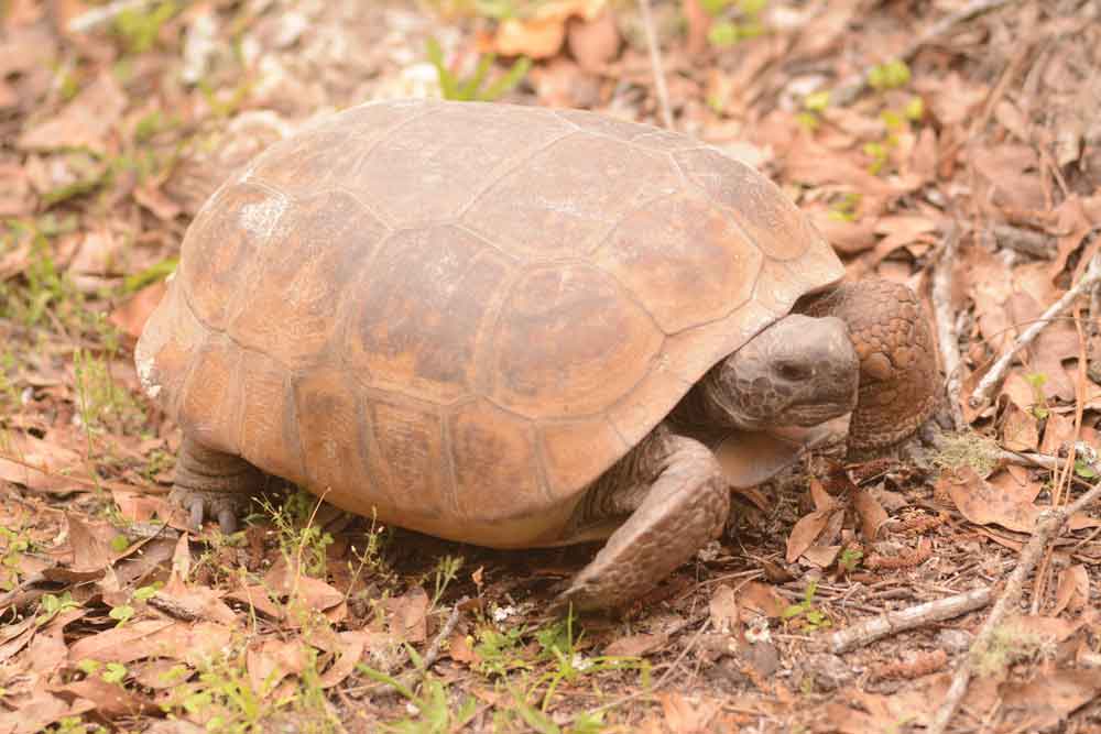 gopher tortoise